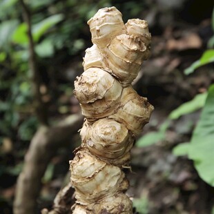 姜科山柰属植物山柰