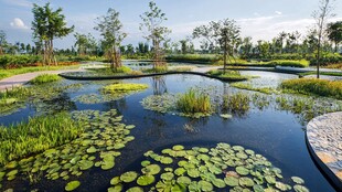 水生植物区