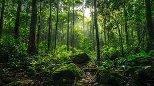 景迈山森林自然风光