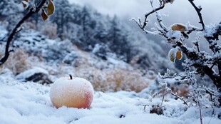 瑞雪苹果素材