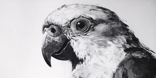 手绘鹰黑白创意挂画