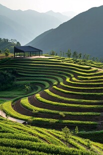 梯田式茶田