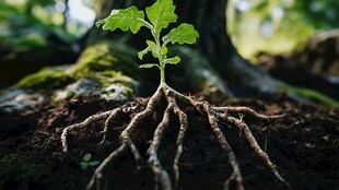 植物根系微距