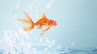 水中飘逸的金鱼