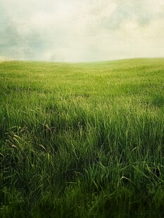 雨后青草地背景