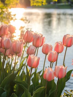 湖畔郁金香