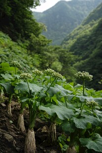 桓仁山参