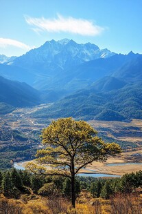 山下一颗树