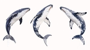 现代画鲨鱼鲸鱼海豚