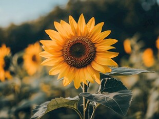 落日余晖下向日葵花