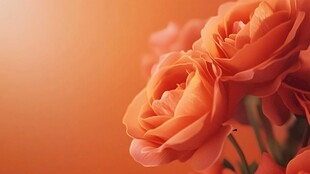 春日绚丽炫丽温柔玫瑰