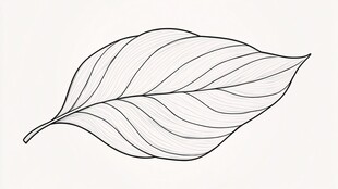 树叶线描