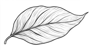 树叶线描
