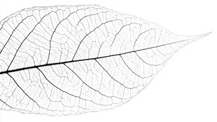 黑白叶脉