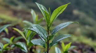 嫩绿的茶树芽茶香