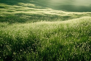 唯美沿阶草