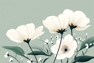 银莲花插画