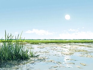 湿地场景