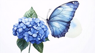 蓝色蝴蝶插画
