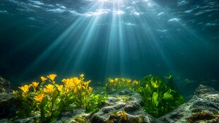 水下生长植物