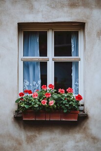 植物花草窗户