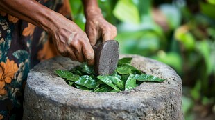 黎族茶叶