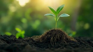 土壤里绿色生命