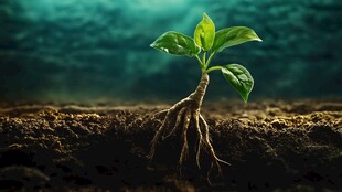 土壤里绿色生命