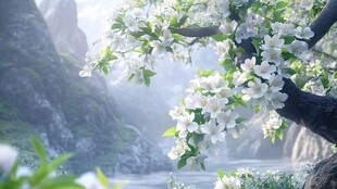 唯美梨花盛开