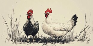芦花鸡插画