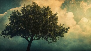 神秘梦幻的大树