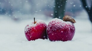 瑞雪苹果素材