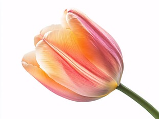 郁金香素材下载