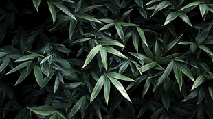 高清竹叶背景