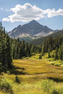 高山金色草甸