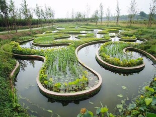 水生植物区