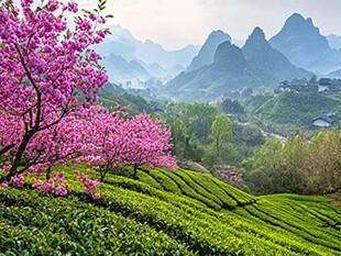 樱花树下的茶园