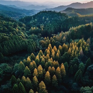 鸟瞰山王坪风光