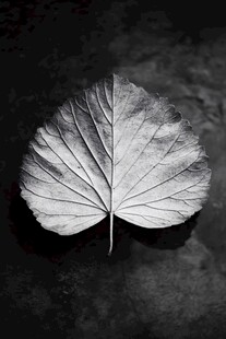 黑白叶脉