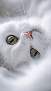 手绘大眼萌猫咪装饰画