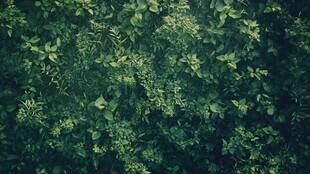 绿色的树叶墙背景
