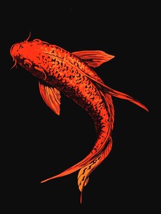 手绘锦鲤插画