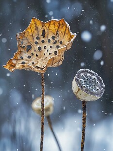 雪中莲蓬