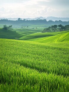 水稻种植田园风光