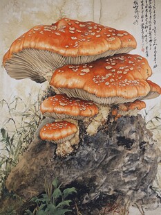 红菇插画手绘