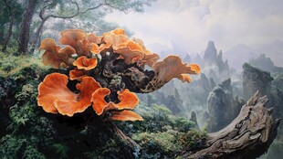 唯美森林野生菌