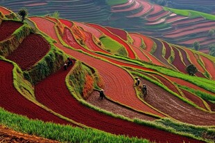 核桃箐彩色梯田