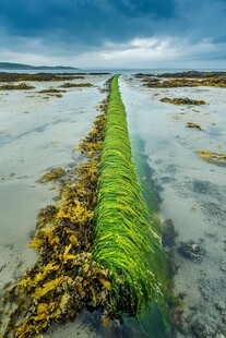 布满海藻的水管