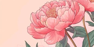 牡丹包装插画