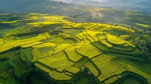 航拍油菜花梯田